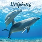 Buy Dolphins Calendar 2026 Square Animal Wall Calendar - 16 Month