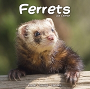 Buy Ferrets Calendar 2026 Square Animal Wall Calendar - 16 Month