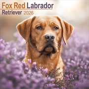 Buy Fox Red Labrador Retriever Calendar 2026 Square Dog Breed Wall Calendar - 16 Month