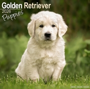 Buy Golden Retriever Puppies Calendar 2026 Square Dog Puppy Breed Wall Calendar - 16 Month