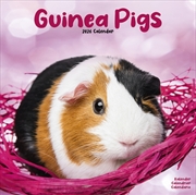 Buy Guinea Pigs Calendar 2026 Square Animal Wall Calendar - 16 Month