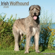 Buy Irish Wolfhound Calendar 2026 Square Dog Breed Wall Calendar - 16 Month