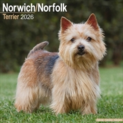 Buy Norwich/Norfolk Terrier Calendar 2026 Square Dog Breed Wall Calendar - 16 Month