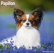 Buy Papillon Calendar 2026 Square Dog Breed Wall Calendar - 16 Month