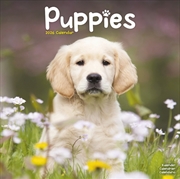 Buy Puppies Calendar 2026 Square Animal Wall Calendar - 16 Month