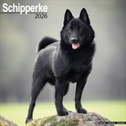 Buy Schipperke Calendar 2026 Square Dog Breed Wall Calendar - 16 Month