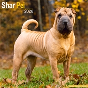 Buy Shar Pei Calendar 2026 Square Dog Breed Wall Calendar - 16 Month