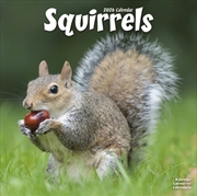 Buy Squirrels Calendar 2026 Square Animal Wall Calendar - 16 Month