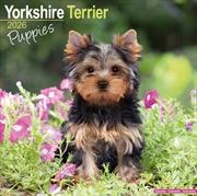 Buy Yorkshire Terrier Puppies Calendar 2026 Square Dog Puppy Breed Wall Calendar - 16 Month