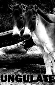 Buy Sex Having Disco