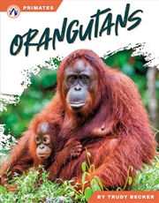 Buy Primates: Orangutans