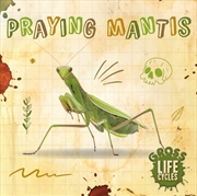 Buy Praying Mantis