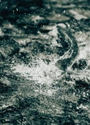 Buy Bruno Augsburger - Gone Fishing