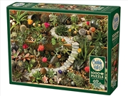 Buy Succulent Garden 1000Pc
