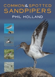 Buy Common & Spotted Sandpipers