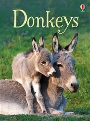 Buy Donkeys