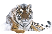Buy Siberian Tiger In The Snow
