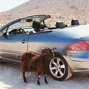 Buy Prove The Mountains Move