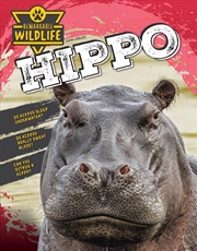Buy Hippopotamus (Hippo)