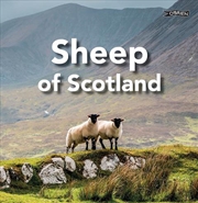 Buy Sheep of Scotland