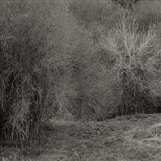 Buy Atrophies For Piano - White Vi