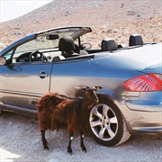 Buy Prove The Mountains Move