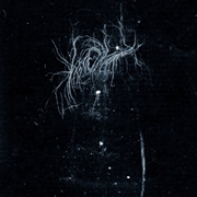 Buy My Death Is More Beautiful Than Your Life