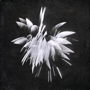 Buy New Morning Howl