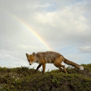 Buy Buck Meek - Translucent Green