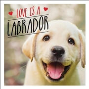 Buy Love is a Labrador