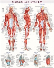 Buy Muscular System-Laminated