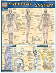 Buy Skeletal System