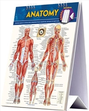 Buy Anatomy Easel