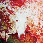 Buy If He Dies, If If If If If If