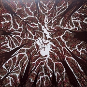 Buy Crown Shyness