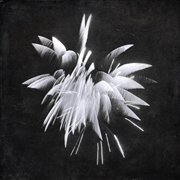 Buy New Morning Howl
