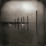 Buy Conference Of The Birds