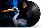 Buy Decoding Birdsong