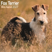 Buy Fox Terrier Wirehaired W