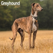 Buy Greyhound SS Wall