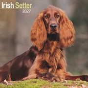 Buy Irish Setter Wall