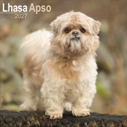 Buy Lhasa Apso Wall