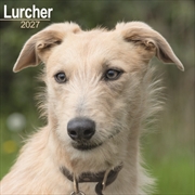Buy Lurcher Wall