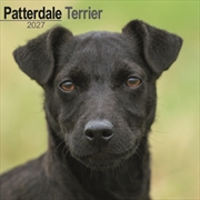 Buy Patterdale Terriers Wall