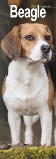 Buy Beagle Slim