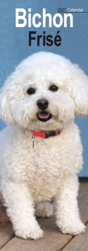 Buy Bichon Frise Slim