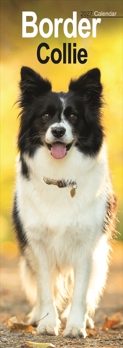 Buy Border Collie Slim
