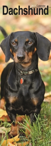 Buy Dachshunds S / AVONSI