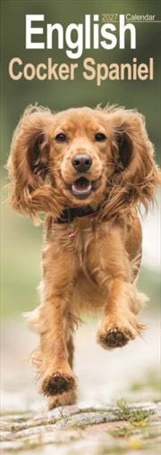Buy English Cocker Spaniel Slim