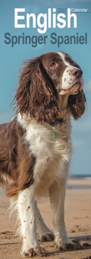 Buy English Springer Spaniel Slim